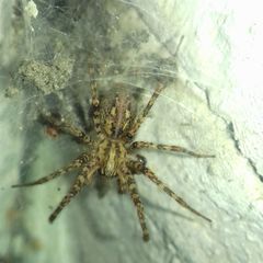 Tegenaria