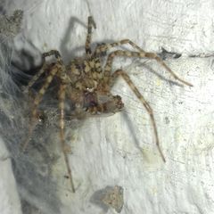 Tegenaria