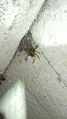 Tegenaria
