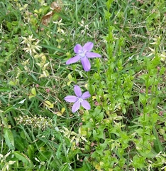 Triodanis perfoliata