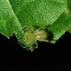 Cheiracanthium
