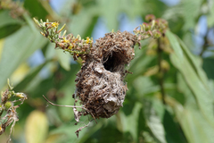 Cinnyris erythrocercus