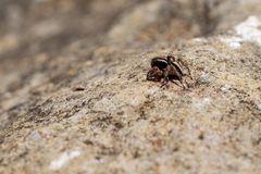 Aelurillus luctuosus