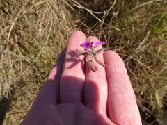 Polygala pubiflora