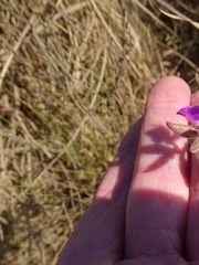 Polygala pubiflora