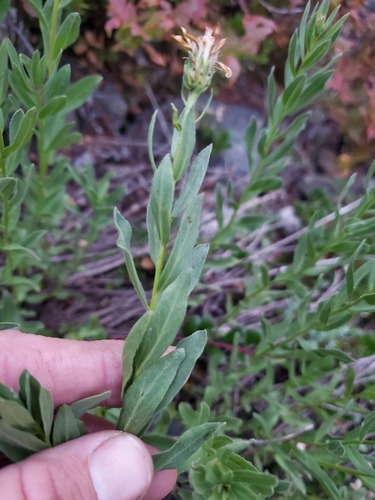 Image of Doellingeria paucicapitata by no rights reserved