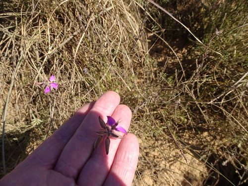 Image of Polygala pubiflora by (c) Shaun Swanepoel, some rights reserved (CC BY)