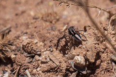 Aelurillus luctuosus