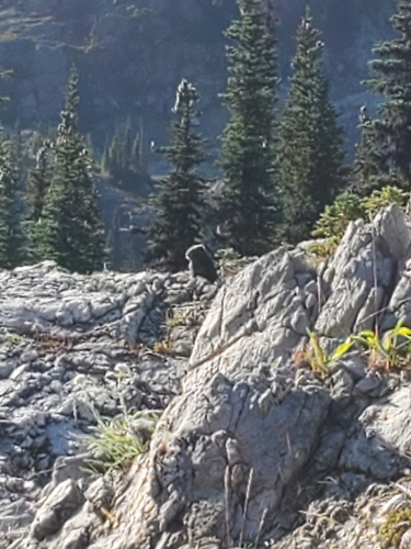 Vancouver Island Marmot