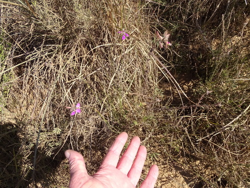 Image of Polygala pubiflora by (c) Shaun Swanepoel, some rights reserved (CC BY)