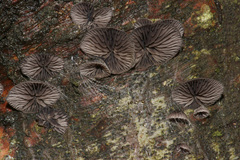 Resupinatus striatulus