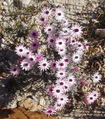 Syncarpha canescens canescens