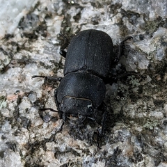 Dorcus parallelipipedus