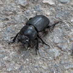 Dorcus parallelipipedus