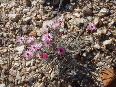 Syncarpha canescens canescens