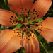 Lilium philadelphicum andinum - Photo (c) Frank Mayfield, algunos derechos reservados (CC BY-SA)