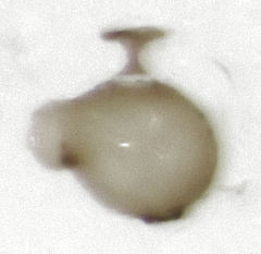 Ptinella ferruginea