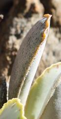Adromischus maculatus