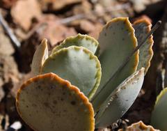 Adromischus maculatus