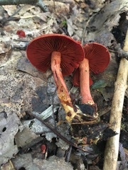 Cortinarius harrisonii
