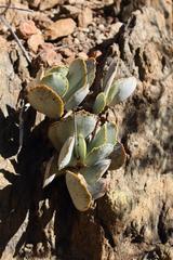 Adromischus maculatus