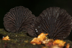 Resupinatus striatulus