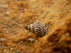 Echinolittorina ziczac