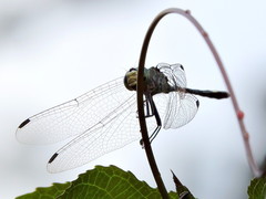 Micrathyria ocellata