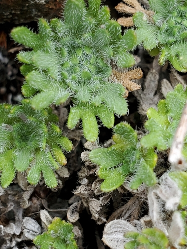 Image of Erigeron salishii by no rights reserved