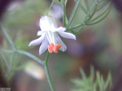 Asparagus declinatus