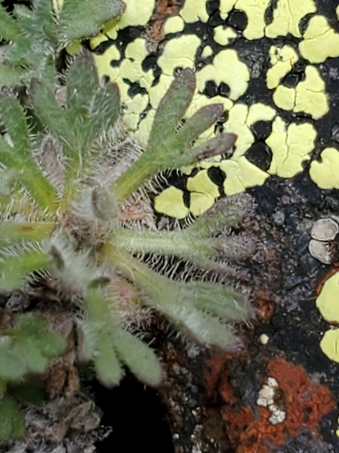 Image of Erigeron salishii by no rights reserved
