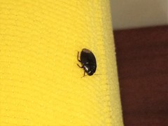 Macroscytus brunneus