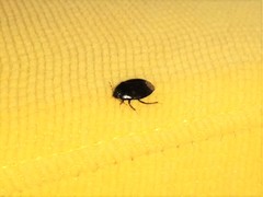 Macroscytus brunneus