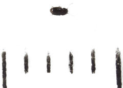 Ptinella ferruginea