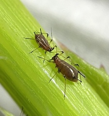 Uroleucon sonchi