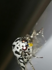 Heortia