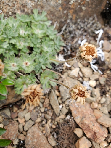 Image of Erigeron salishii by no rights reserved