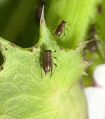 Uroleucon sonchi