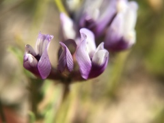 Astragalus tener