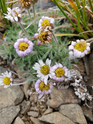 Salish Daisy (Erigeron salishii)