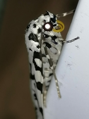 Heortia