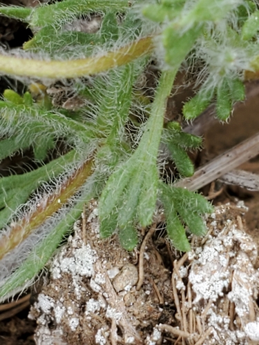 Image of Erigeron salishii by no rights reserved