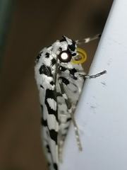 Heortia