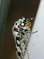 Heortia