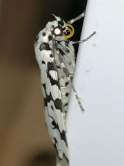 Heortia
