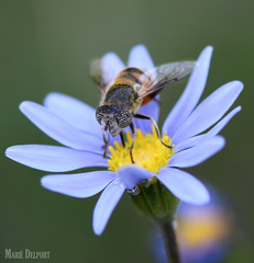 Eristalinus modestus