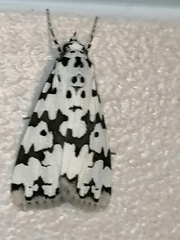 Heortia