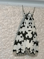 Heortia