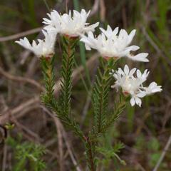 Lachnaea eriocephala