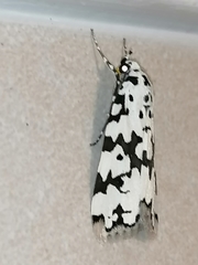 Heortia
